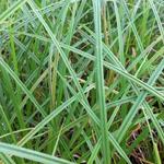 Carex riparia - Laîche des rives