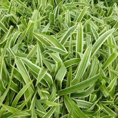 Carex brunnea 'Variegata' - Carex brunnea 'Variegata'