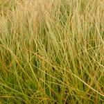 Carex testacea - 