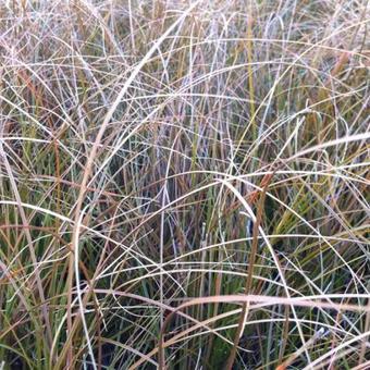 Carex testacea 'Prairie Fire'