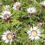 Krausblättrige Silberdistel - Carlina acaulis subsp. simplex 