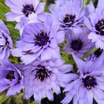 Catananche caerulea - 