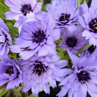 Catananche caerulea