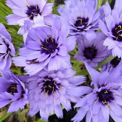 Catananche caerulea - Blaue Rasselblume