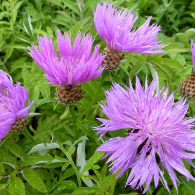 Centaurea dealbata - Zweifarbige Flockenblume