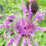 Centaurea 'Caramia' - 