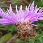 Centaurea jacea - Centaurée jacée - Centaurea jacea