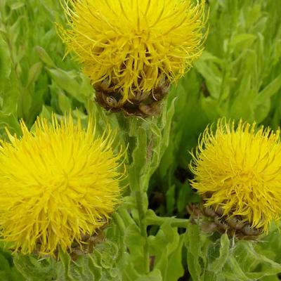 Centaurea macrocephala - Großköpfige Flockenblume