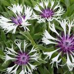 Centaurea montana 'Amethyst in Snow' - Centaurea montana 'Amethyst in Snow'