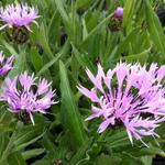 Centaurea montana 'Carnea' - 