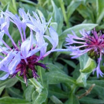 Centaurea montana 'Coerulea'