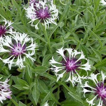 Centaurea montana 'Purple Heart'