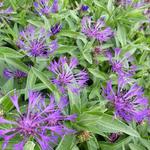 Centaurea montana 'Violetta' - 