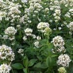 Centranthus ruber 'Albus'