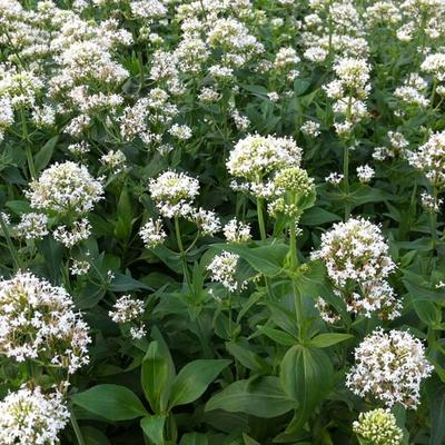 Centranthus ruber 'Albus' - VALÉRIANE