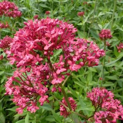 Centranthus ruber 'Rosenrot' - Centranthus ruber 'Rosenrot'