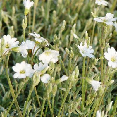 Cerastium biebersteinii - Céraiste de Bieberstein