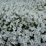 Cerastium biebersteinii  'Yo Yo' - 