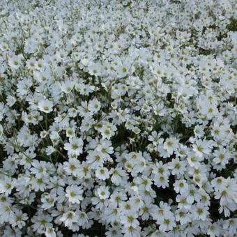 Cerastium biebersteinii  'Yo Yo'