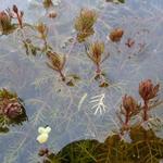 Ceratophyllum demersum - Raues Hornblatt