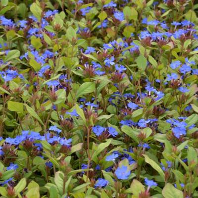 Ceratostigma plumbaginoides - Enzianbleiwurz