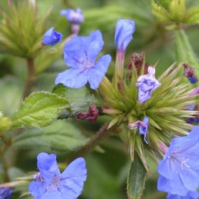 Ceratostigma willmottianum 'Forest Blue' - 