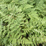 Cheilanthes lanosa - 