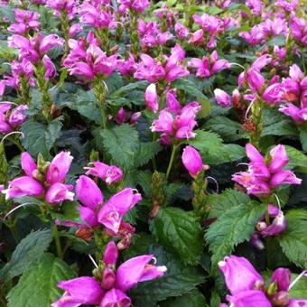 Chelone lyonii 'Hot Lips'