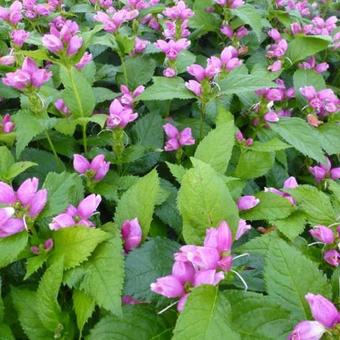 Chelone obliqua