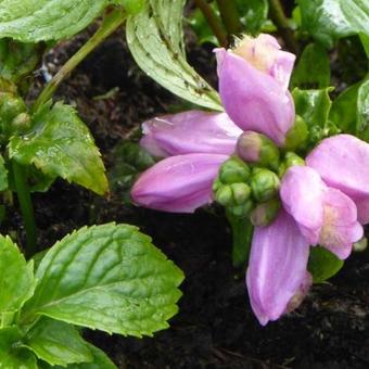 Chelone obliqua 'Jenimienie'