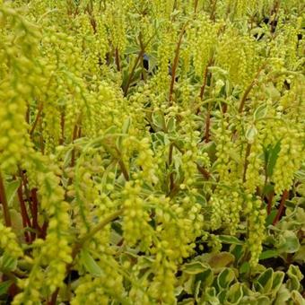 Chiastophyllum oppositifolium 'Jim's Pride'