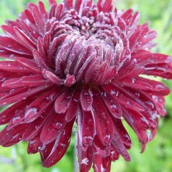 Chrysanthemum indicum 'Ceddie Mason'