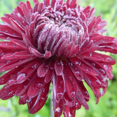 Chrysanthemum indicum 'Ceddie Mason' - 