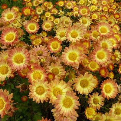 Chrysanthemum indicum 'Dernier Soleil' - 