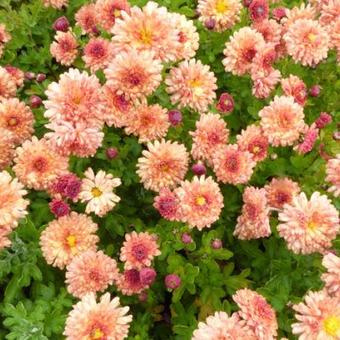 Chrysanthemum indicum 'Herbstbrokat'