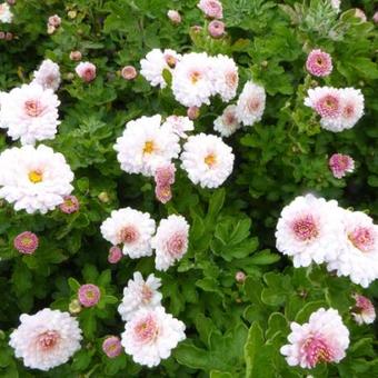 Chrysanthemum  indicum 'Julia'