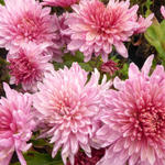 Chrysanthemum indicum 'Orchid Helen' - 