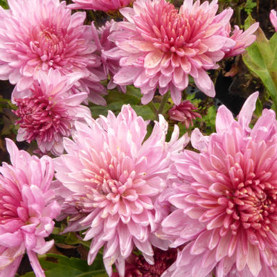 Chrysanthemum indicum 'Orchid Helen' - 