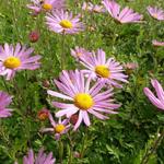 Chrysanthemum rubellum 'Clara Curtis'