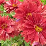 Chrysanthemum rubellum 'Duchess of Edinburgh' - Chrysanthemum rubellum  'Duchess of Edinburgh'