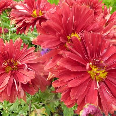 Chrysanthemum rubellum  'Duchess of Edinburgh' - 