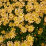 Chrysanthemum rubellum 'Mary Stoker' - 