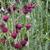 Cirsium rivulare 'Atropurpureum'