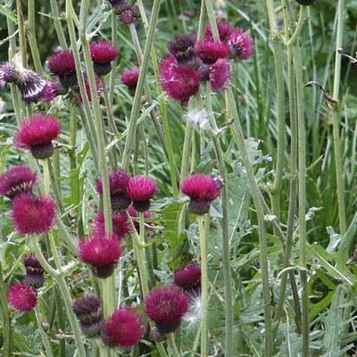 Cirsium rivulare 'Atropurpureum' - 