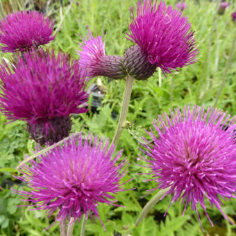 Cirsium rivulare 'Trevor's Blue Wonder'