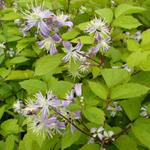 Clematis x jouiniana 'Mrs.Robert Brydon' - 