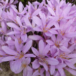 Colchicum autumnale - 