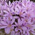 Colchicum autumnale