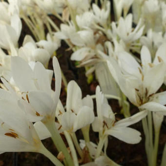 Colchicum autumnale 'Alba'