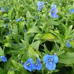 Commelina tuberosa - Knollige Tagblume